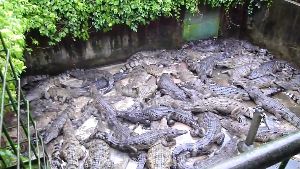 Crocodile Farm